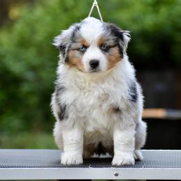 Australian Shepherd and Miniature American Shepherd Puppies from Bright Heart Aussies & Miniature American Shepherds