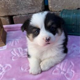 Quest-Fluff Carrier - Black and tan female Pembroke Welsh Corgi puppy in Scottown, Ohio from Wyndy Ridge Corgis