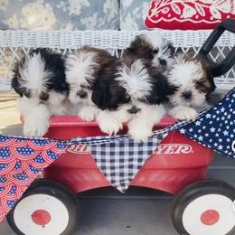 Shih Tzu Puppies from Tiny Bubbles Shih Tzus
