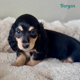Bergen - Black and cream male Dachshund puppy in Livingston, Louisiana from DivaDoxi
