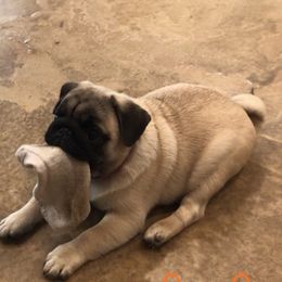 Pug Puppies from Hopestars Pugs