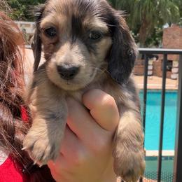 Bumbles - Dapple male Dachshund puppy in Southwest Ranches, Florida from Breezy Florida Dachshunds