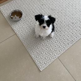Companion Cross Puppies from Yorkies from the heart