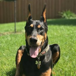 Doberman Pinschers from Bellisa Dobermans