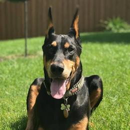 Doberman Pinschers from Bellisa Dobermans