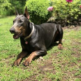 Doberman Pinscher All Grown Up from Blue Moon Dobermans