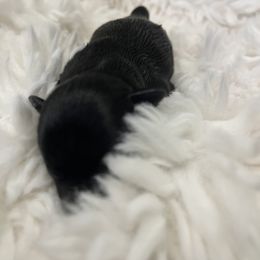 Miniature Schnauzer Puppies from Miniature Schnauzer Paradise llc