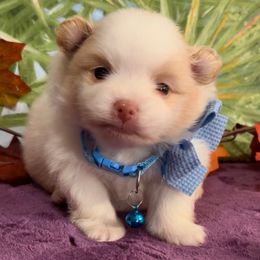 Boy 3 - White male Pomeranian puppy in Green Cove Springs, Florida from Natasha's Ark of Joy