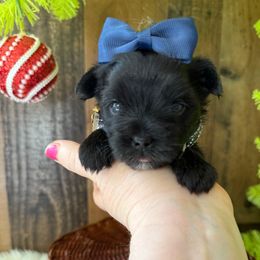 Onyx - Black and gold male Yorkshire Terrier puppy in Howe, Oklahoma from Ray Holder