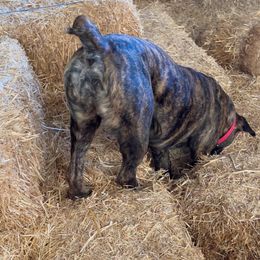 Boerboel All Grown Up from Romboel farm dogs