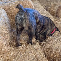 Boerboel All Grown Up from Romboel farm dogs