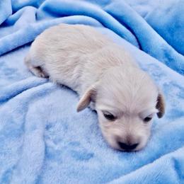 Far left Elusive Ellie for Debi Reynolds - Cream female Dachshund puppy in Visalia, California from DachGraston Dachshunds