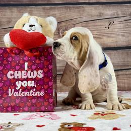Fozzy - Lemon and white male Basset Hound puppy in Dingess, West Virginia from Tuckers' Howling Hounds