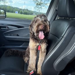Opie - Goldendoodle