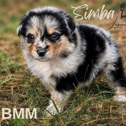 Simba - Blue merle male Miniature American Shepherd puppy in Leitchfield, Kentucky from Legendmaker MAS