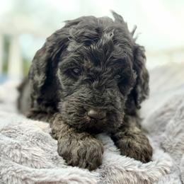 Duckworth - Black male Goldendoodle puppy in Rainier, Oregon from Beaver Springs Puppies