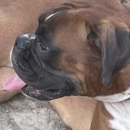 Juno - Boxer