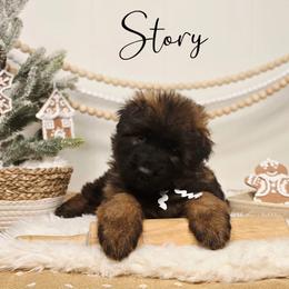 Story - Sable female German Shepherd puppy in Tippecanoe, Indiana from Mächtiger Barkerheim