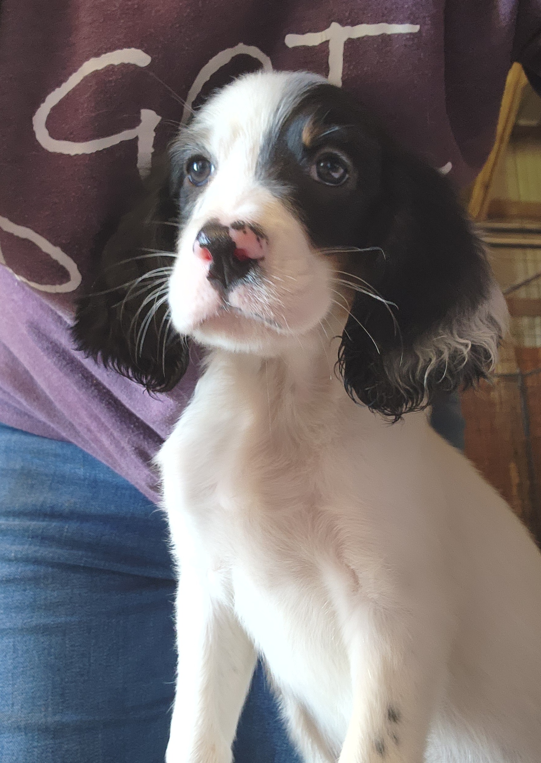 English Setter Puppies from Woodsway Kennel
