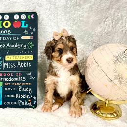 Leanne - female Golden Mountain Doodle puppy in Victoria, Texas from Deidre's Doodles