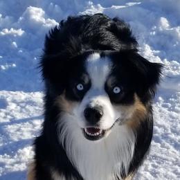 Miniature Australian Shepherds from Klatt's Mini Aussies