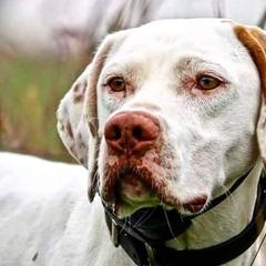 Pointers from John Markham's Pointers