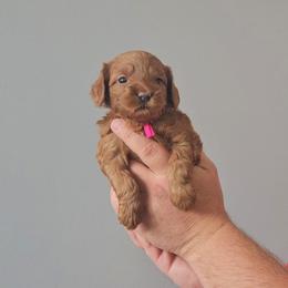 Paprika-pink - Red  female Goldendoodle puppy in South Jordan, Utah from Lucky Doodle Pups