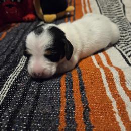 Ruth - Piebald female Dachshund puppy in Grover, North Carolina from Windie's Dachshunds