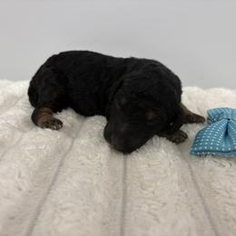 Light blue - Tri-color male Bernedoodle puppy in Calico Rock, Arkansas from Cottrell’s Poodles & Doodles