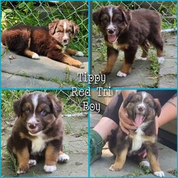 Tippy - Red tri-color male Australian Shepherd puppy in Cook, Minnesota from RL Australian Shepherds