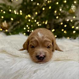 Brew - Red  male Goldendoodle puppy in Rio Linda, California from Plush Doodles