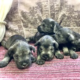 Girl 4 - Salt and pepper female Miniature Schnauzer puppy in Duncannon, Pennsylvania from Shazzam of Oz