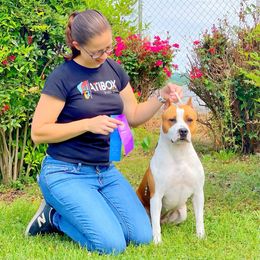 Gossip - American Staffordshire Terrier