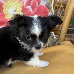 Rambo - Black and white male Chihuahua puppy in Choctaw, Oklahoma from Savvy Chihuahuas of Oklahoma