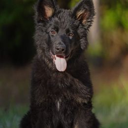 Gold Boy - Bi-color German Shepherd puppy in Little Rock, Arkansas from Vom Gonza German Shepherds