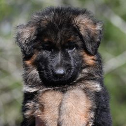 Chief - Black and red German Shepherd puppy in Canton, Texas from WILDWOOD GERMAN SHEPHERDS