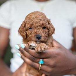 Trinity - Red female Cavapoo puppy in Medford, Oregon from Birdie's Nest