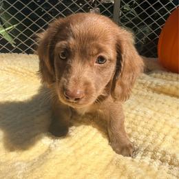 Rip - Chocolate male Dachshund puppy in Lexington, Oklahoma from BooneDox Miniature Dachshunds