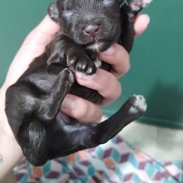 Dalmatian and Havanese Puppies from Anni's Spots