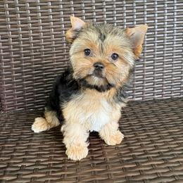 Spuddy - Black and gold male Yorkshire Terrier puppy in Florence, Alabama from Yorkies of Forest Creek