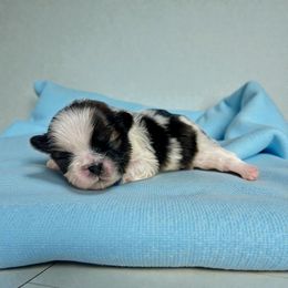 AKC-Bolt - Tricolor male Shih Tzu puppy in Mooresville, North Carolina from Juji Shih Tzu