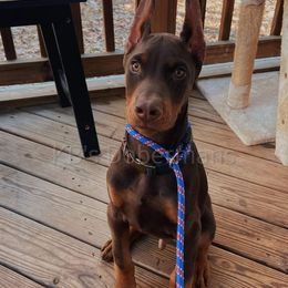 Doberman Pinscher Puppies from KB's Dobermans