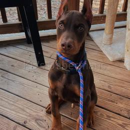 Doberman Pinscher Puppies from KB's Dobermans