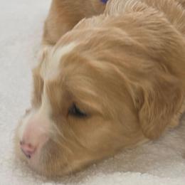 Katie - mint - Apricot female Goldendoodle puppy in Phoenix, Arizona from Kerri's Goldendoodles