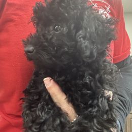 Christen - Black female Poodle puppy in Bessemer City, North Carolina from JJs Puppies of the Carolinas