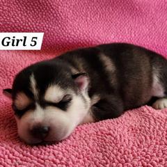 Girl 5 - Black and white female Siberian Husky puppy in Grayson, Kentucky from Kentucky Huskies