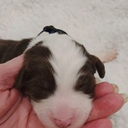 Aussiedoodle Puppies from Southern Charm Doodles