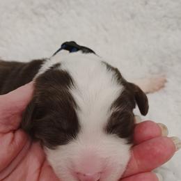 Aussiedoodle Puppies from Southern Charm Doodles
