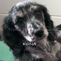 KONA - Dapple female Dachshund puppy in Shelton, Connecticut from Piper’s Tree Dachshunds