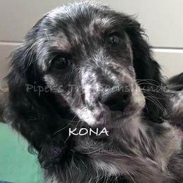 KONA - Dapple female Dachshund puppy in Shelton, Connecticut from Piper’s Tree Dachshunds